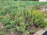 Vente Terrain 449 m2 Millas