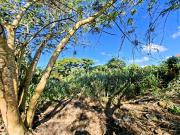 Vente Terrain 457 m2 Les trois ilets