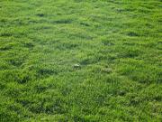 Vente Terrain 467 m2 La Barre de Monts