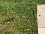 Vente Terrain 469 m2 La Barre de Monts Vente Terrain 469 m2 La Barre de Monts