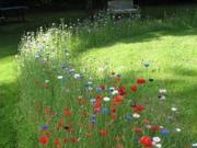 Vente Terrain 503 m2 Neuvy le Roi