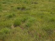 Vente Terrain 509 m2 Begles