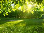 Vente Terrain 520 m2 Parentis en Born