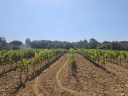 Vente Terrain 540 m2 Cogolin