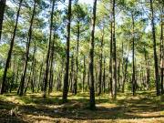 Vente Terrain 571 m2 Tosse