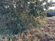 Vente Terrain 600 m2 Bénesse Maremne