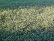 Vente Terrain 825 m2 Pollestres