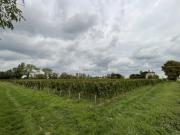 Vente Terrain 8400 m2 Saint Emilion