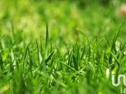 Vente Terrain 877 m2 Saint Magne de Castillon