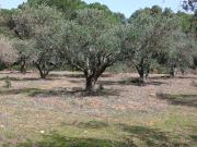 Vente Terrain 8890 m2 Beauvoisin