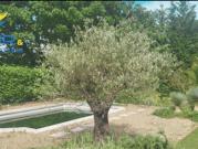 Vente Terrain 950 m2 Alleins