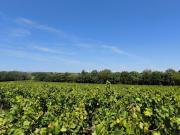 Vente Terrain agricole 200000 m2 Visan