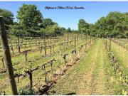 Vente Terrain agricole 24630 m2 Alignan du Vent