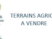 Vente Terrain agricole 81005 m2 Mouliets et Villemartin
