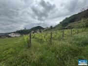 Vente Terrain constructible 1130 m2 Arras sur Rhône