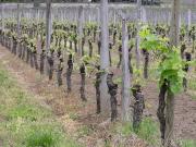 Vente Vignoble 4650 m2 Saint Emilion