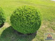 Vermiete günstige Altbau Wohnung im Zentrum von Wels