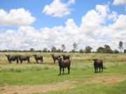 Versatile & Fertile Farming