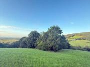 Verwilderter, mit alten Sorten bestückter Obstgarten im...