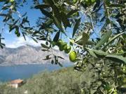 Via Groppolo monolocale 10000mq