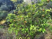 Via Palermo monolocale 29000mq