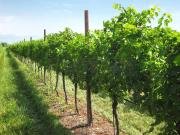 Via Pissotto 30000mq