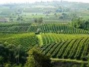 Vigna Vigneto colline Oltrepo' Pavese e Piacenza