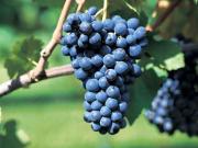 Vigneti BARBERA MOSCATO e altri