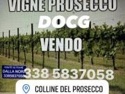 VIGNETI DI PROSECCO DOCG DI 2,5 ETTARI