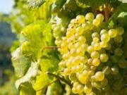 Vigneto in vendita a Mazara del Vallo