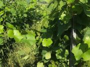 Vignoble
