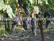 Vignoble