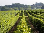 Vignoble
