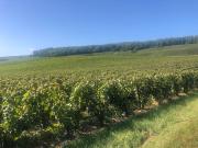 Vignoble