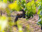 Vignoble