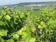 Vignoble