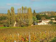 Vignoble avec dépendances