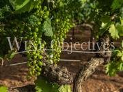 Vignoble avec piscine