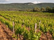 VIGNOBLE COTEAUX D'AIX EN PROVENCE