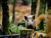 Villa 10 chambres, Puget Thã©niers Provence Alpes Côte...