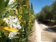 Villa 6 camere da letto, Certaldo Tuscany DS85382248