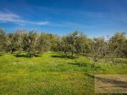 Villa 8 camere da letto, Livorno Livorno ES85426330