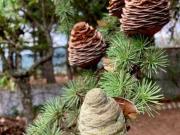 Villa arredata con terrazzo Rossano