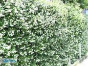 Villa arredata Garibaldi, isola, maciachini, monumentale