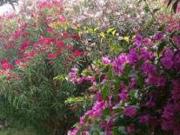 Villa arredata Terracina