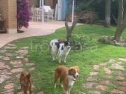 Villa Bifamiliare in in affitto da privato a Terracina...