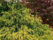 Villa bifamiliare in vendita a Cervasca