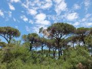 Villa bifamiliare in vendita a Milano Marittima, Cervia