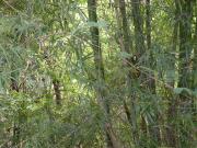 Villa for Sale in Bangalore, Karnataka, Ref# 639144