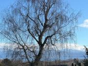 Villa getrennt durch Garagen, 5,5 Zimmer in Morges